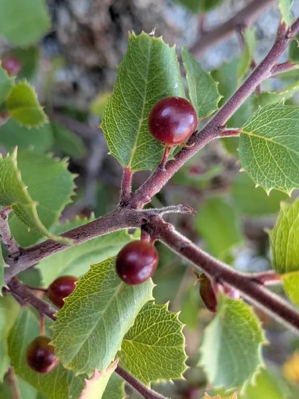 Photo of Rhamnus ilicifolia