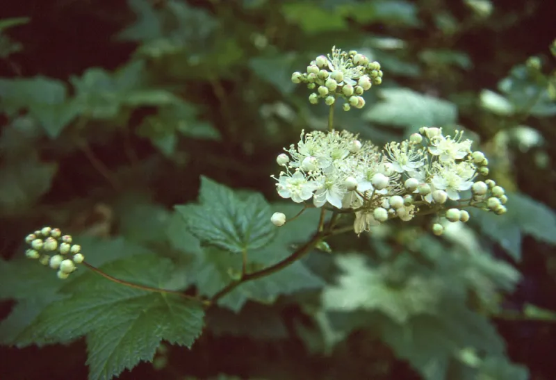 Photo of Filipendula occidentalis