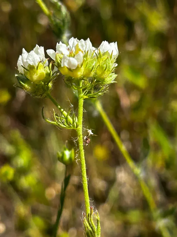 Photo of Horkelia congesta ssp. congesta