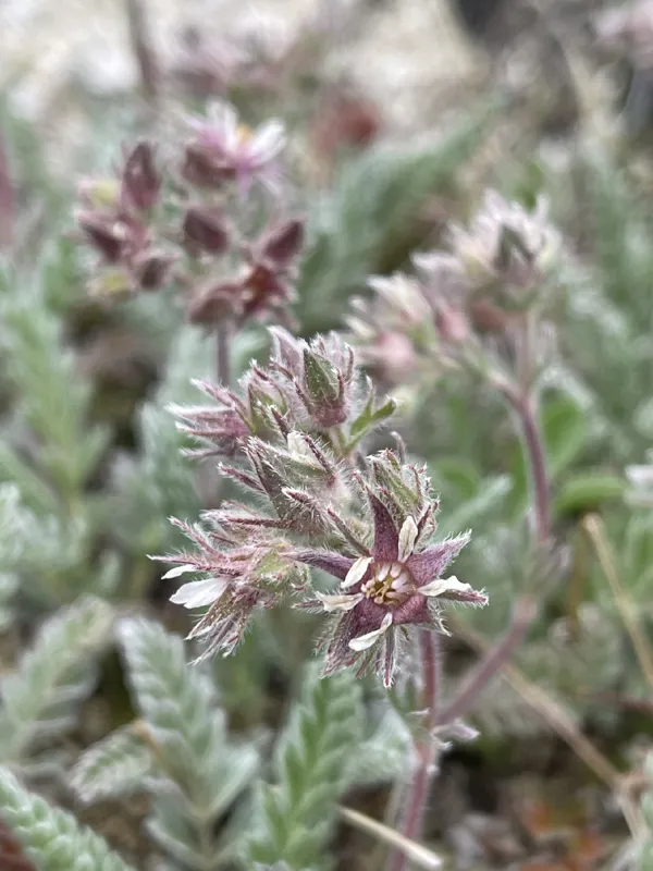 Photo of Horkelia hendersonii