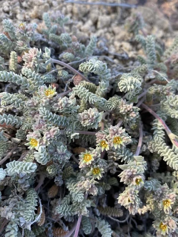 Photo of Ivesia rhypara var. rhypara
