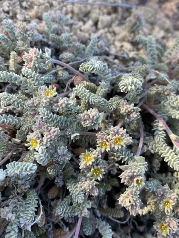Photo of Ivesia rhypara var. shellyi