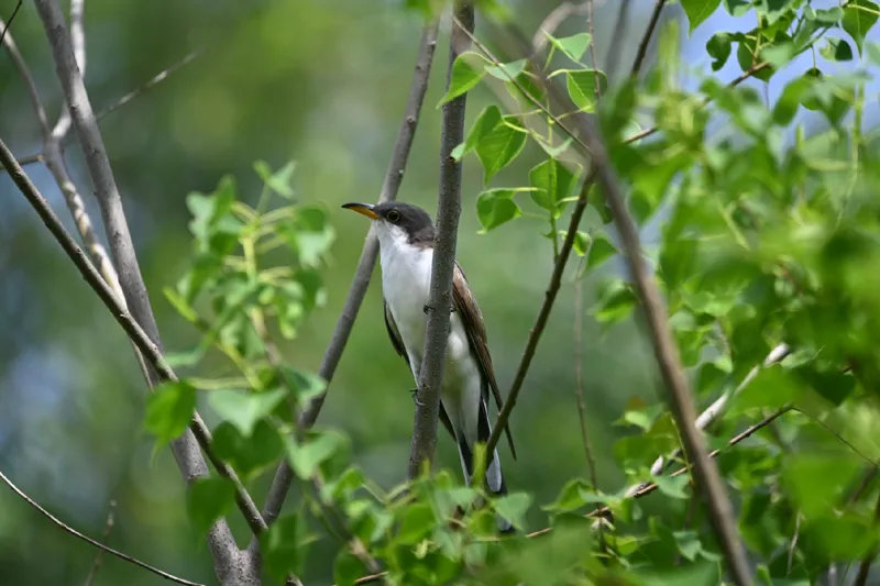Photo of Coccyzus americanus