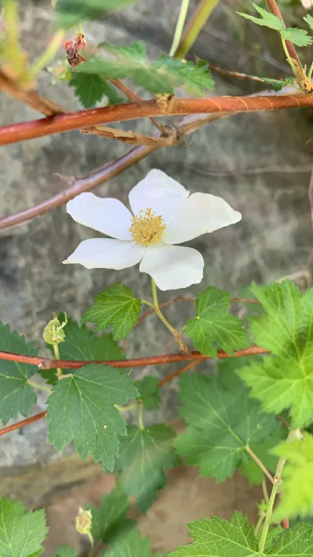 Photo of Rubus bartonianus