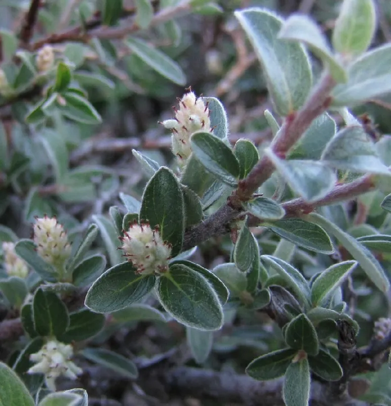 Photo of Salix brachycarpa