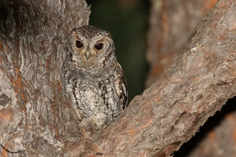 Photo of Psiloscops flammeolus