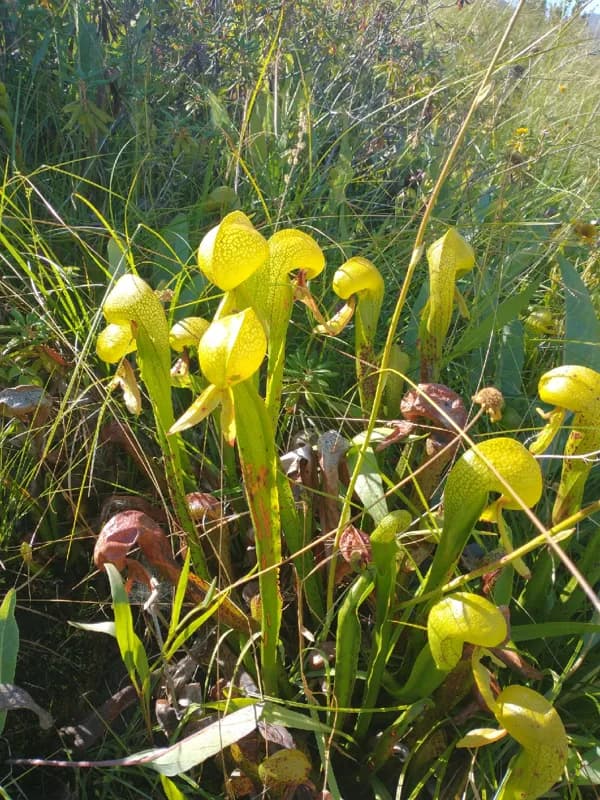 Photo of Darlingtonia californica