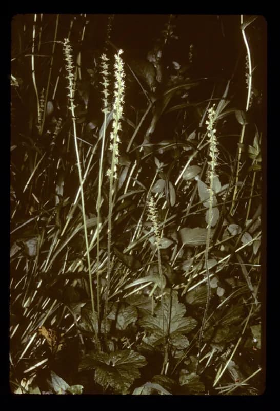 Photo of Bensoniella oregana
