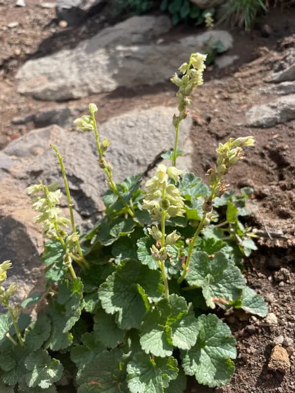 Photo of Elmera racemosa