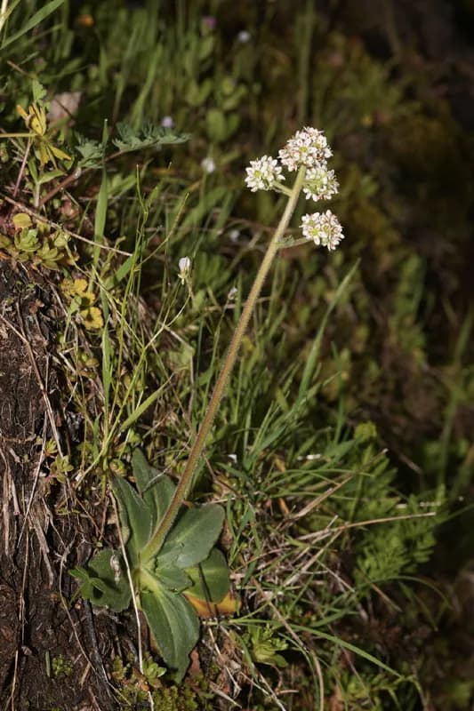 Photo of Micranthes hitchcockiana