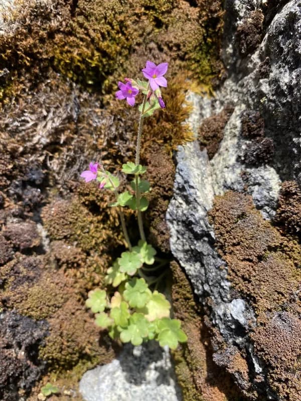 Photo of Suksdorfia violacea