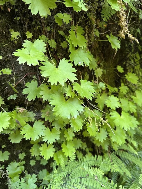 Photo of Sullivantia oregana