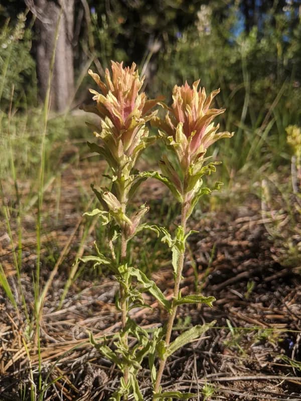 Photo of Castilleja chlorotica