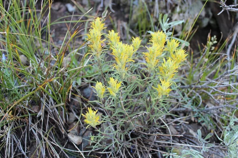 Photo of Castilleja flava var. rustica