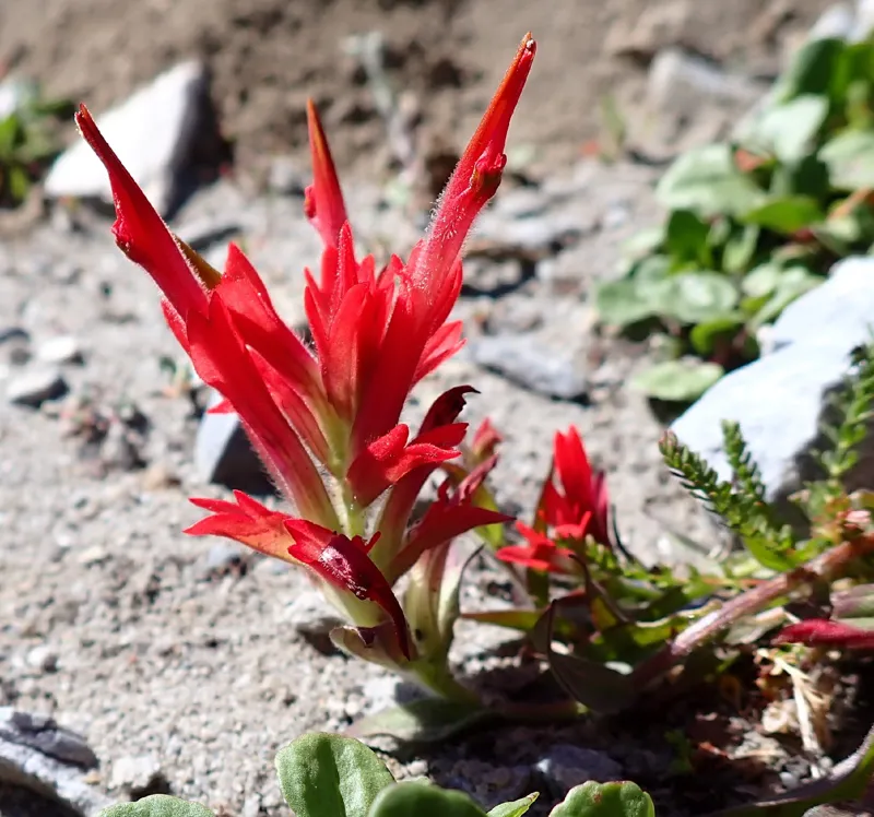 Photo of Castilleja fraterna