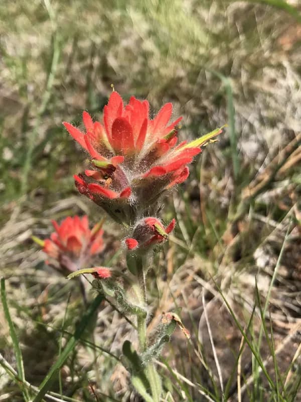 Photo of Castilleja brevilobata