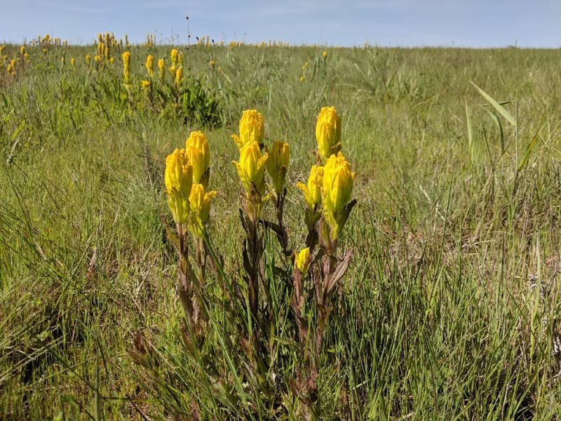 Photo of Castilleja levisecta