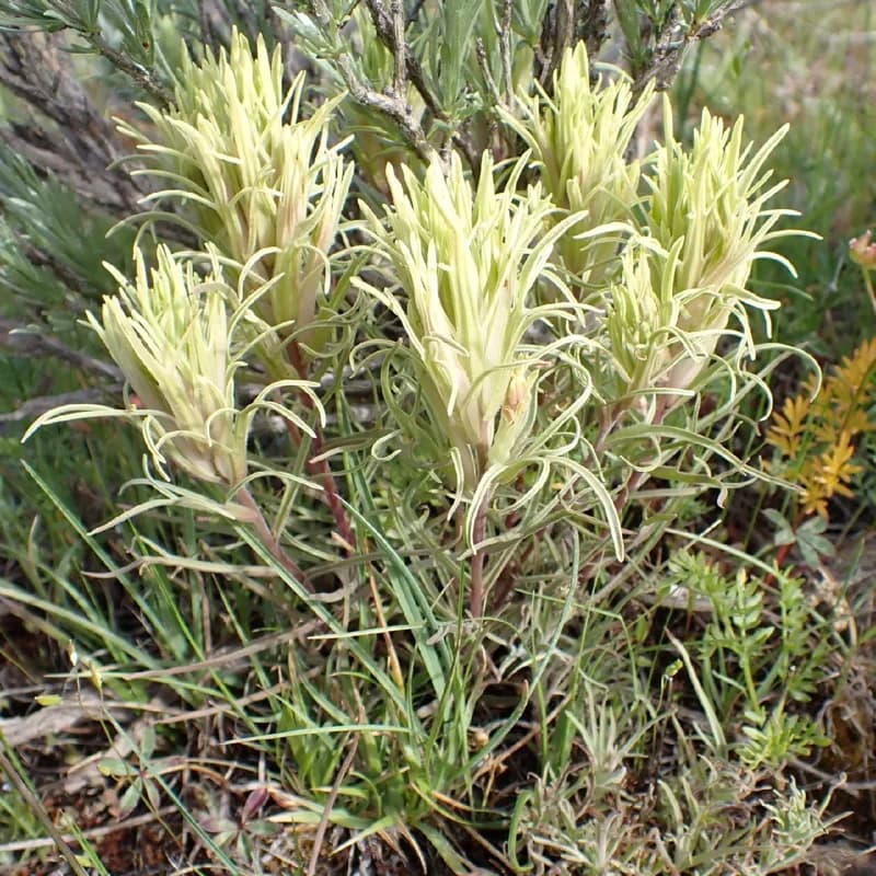 Photo of Castilleja oresbia