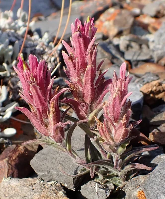 Photo of Castilleja rubida
