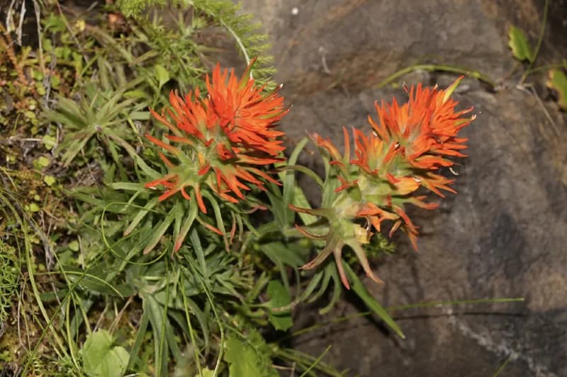 Photo of Castilleja rupicola