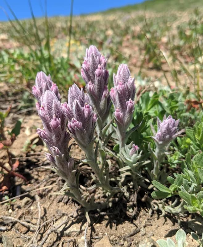 Photo of Castilleja schizotricha
