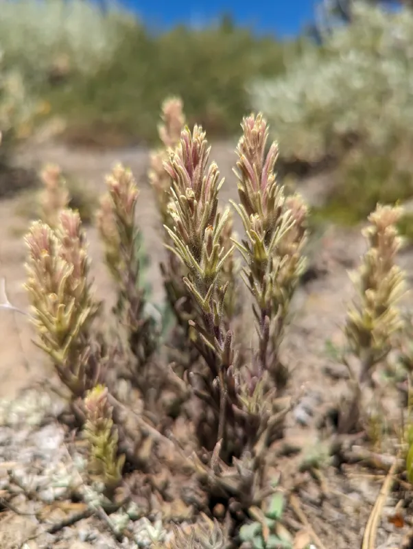 Photo of Castilleja thompsonii