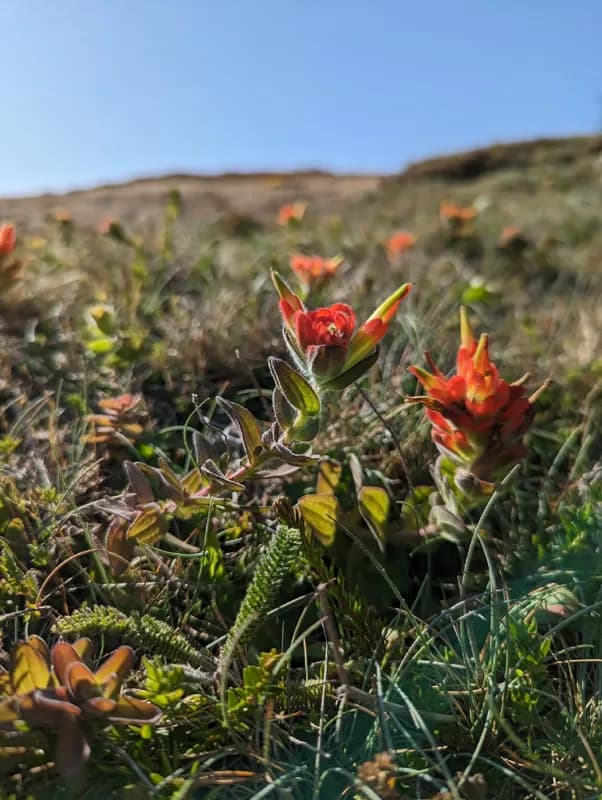 Photo of Castilleja mendocinensis