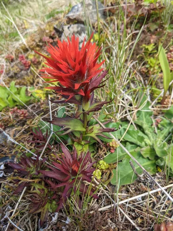 Photo of Castilleja chambersii