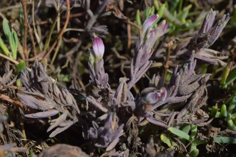Photo of Chloropyron maritimum ssp. palustre