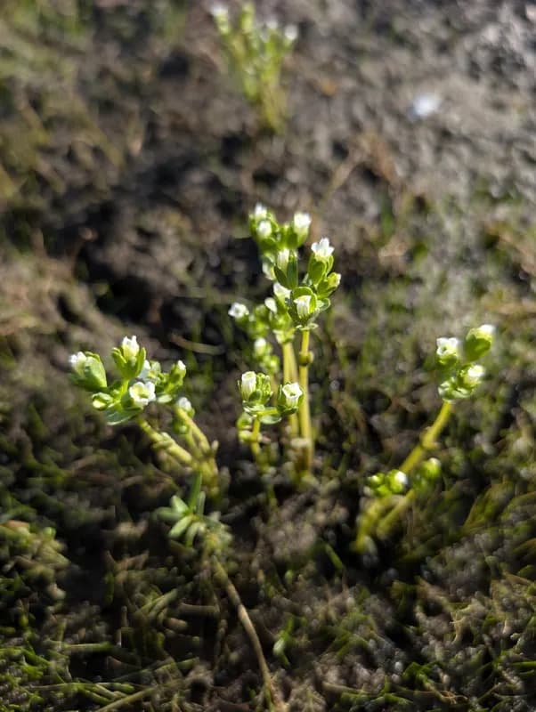 Photo of Gratiola heterosepala