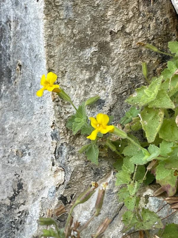 Photo of Erythranthe jungermannioides