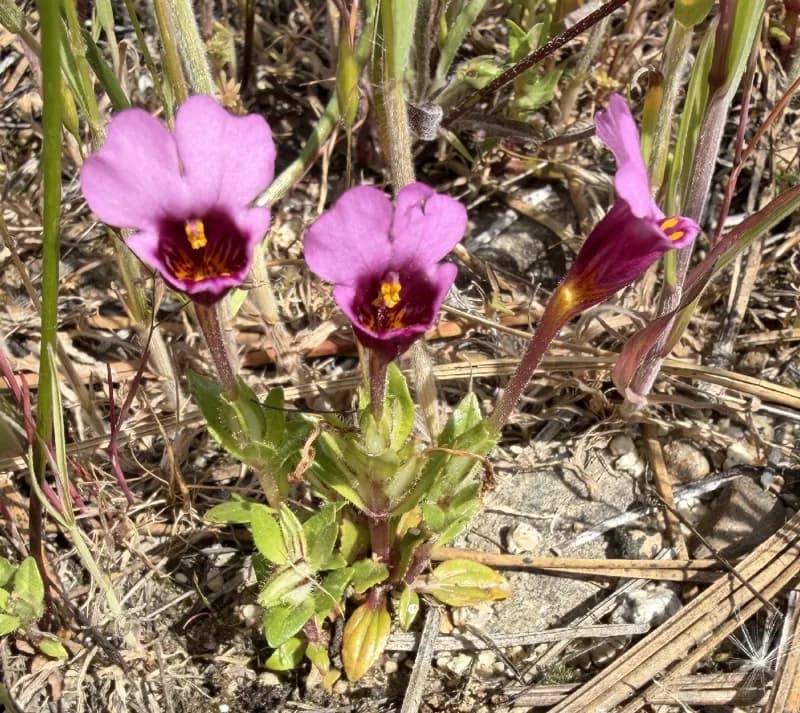 Photo of Diplacus kelloggii