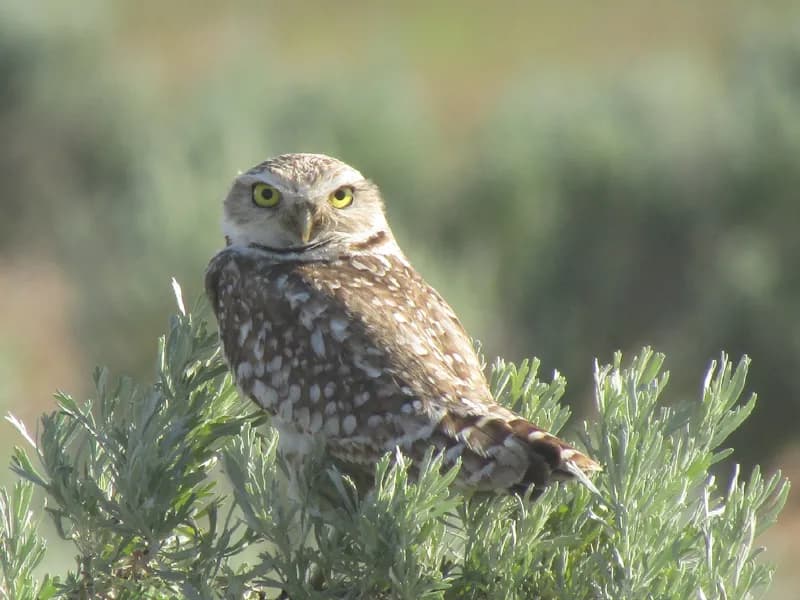 Photo of Athene cunicularia hypugaea