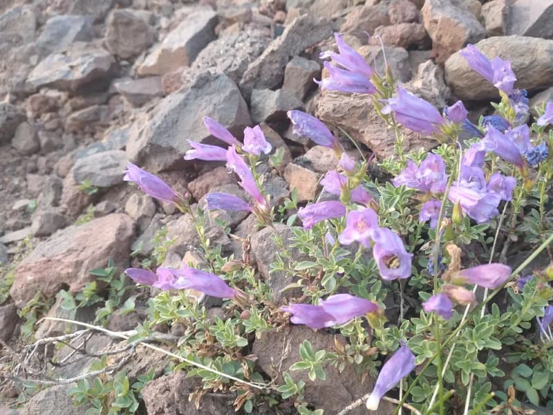 Photo of Penstemon davidsonii var. praeteritus