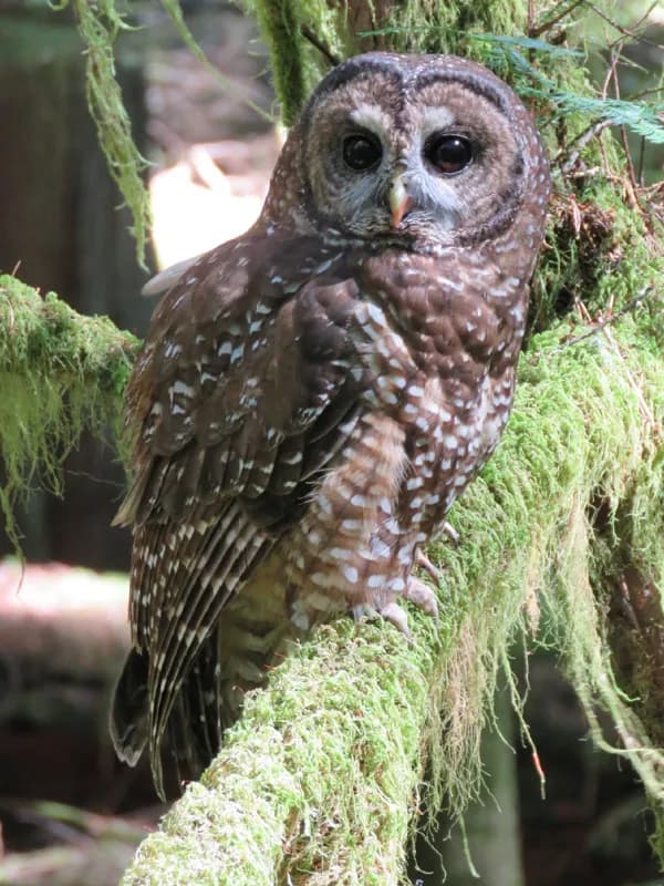Photo of Strix occidentalis caurina