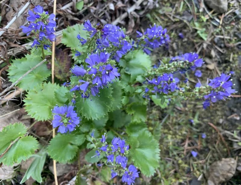 Photo of Veronica missurica ssp. stellata