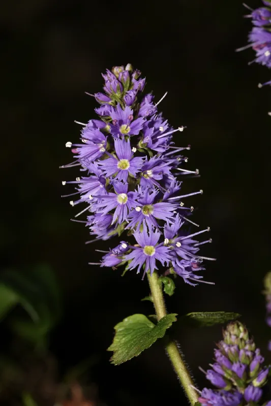 Photo of Veronica schizantha