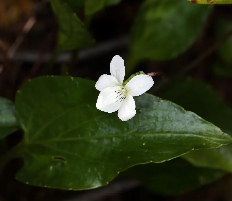 Photo of Viola primulifolia ssp. occidentalis
