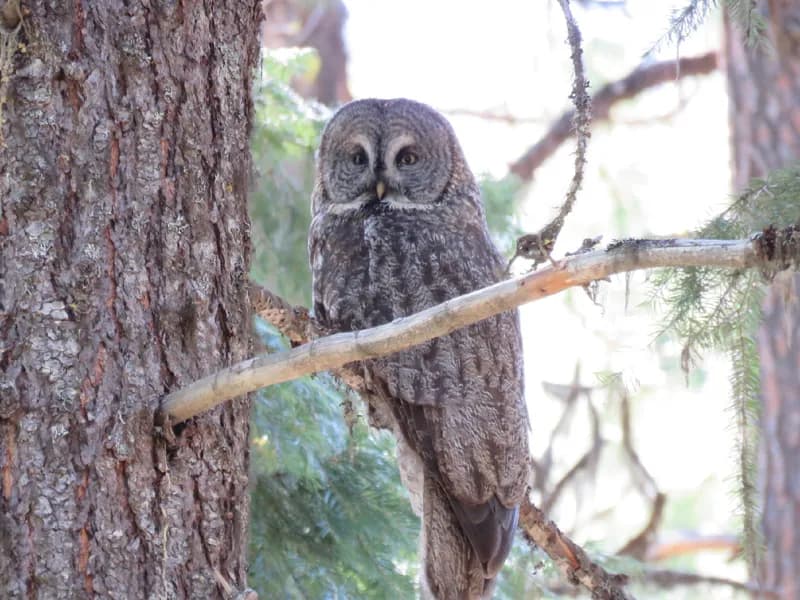 Photo of Strix nebulosa