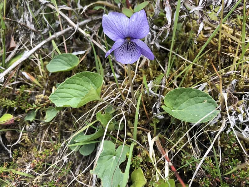 Photo of Viola langsdorfii