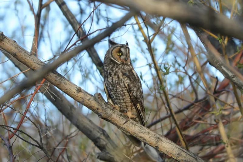 Photo of Asio otus