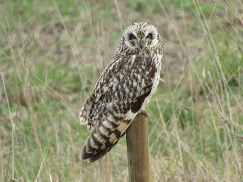 Photo of Asio flammeus