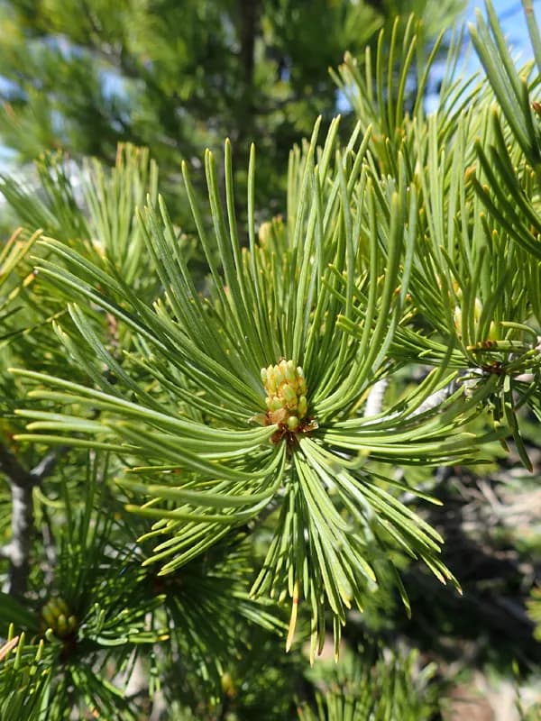 Photo of Pinus albicaulis