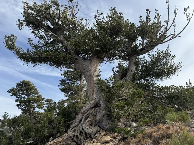 Photo of Pinus flexilis