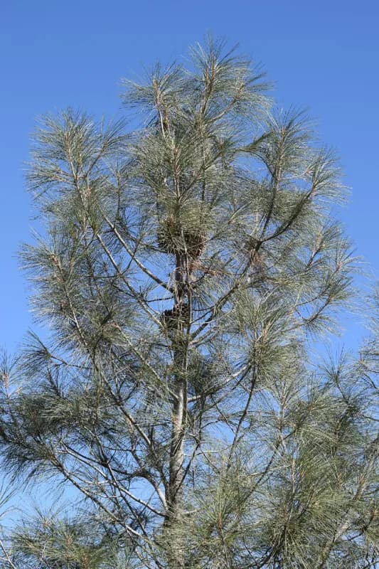 Photo of Pinus sabiniana