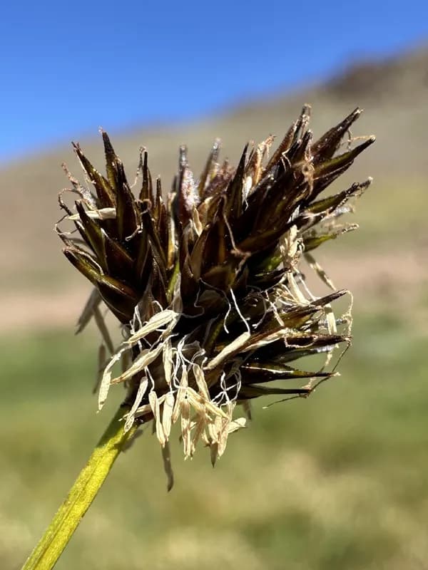 Photo of Carex abrupta