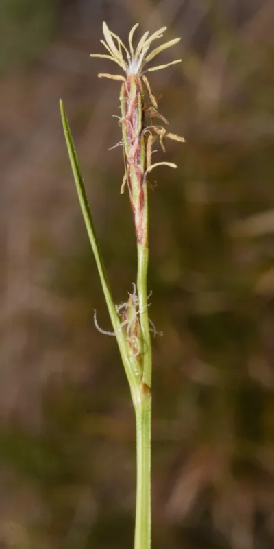Photo of Carex zikae