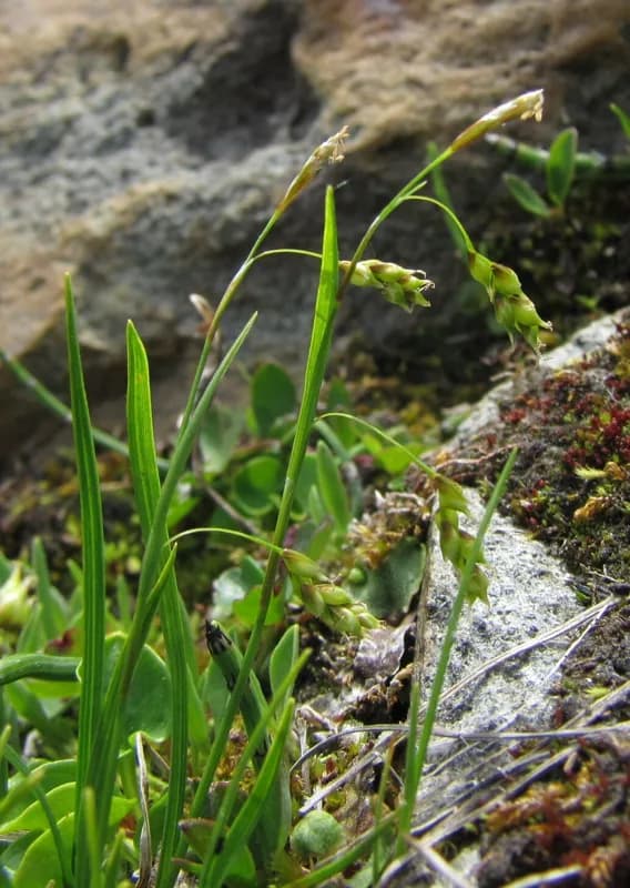 Photo of Carex capillaris