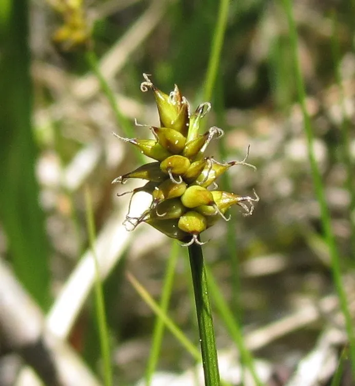 Photo of Carex gynocrates