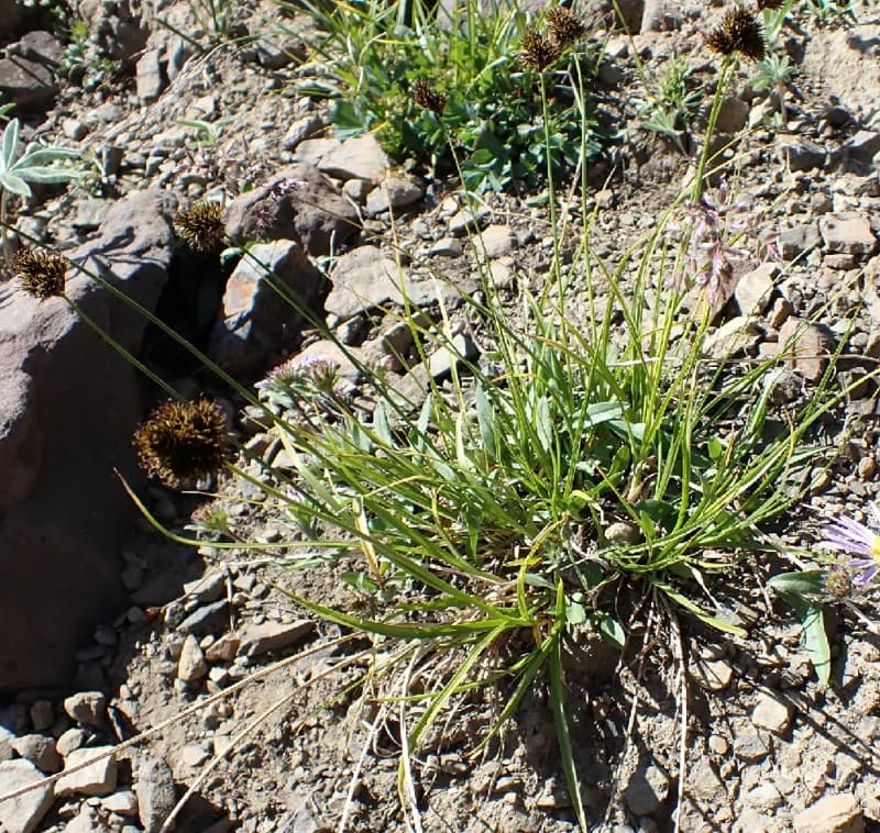 Photo of Carex haydeniana